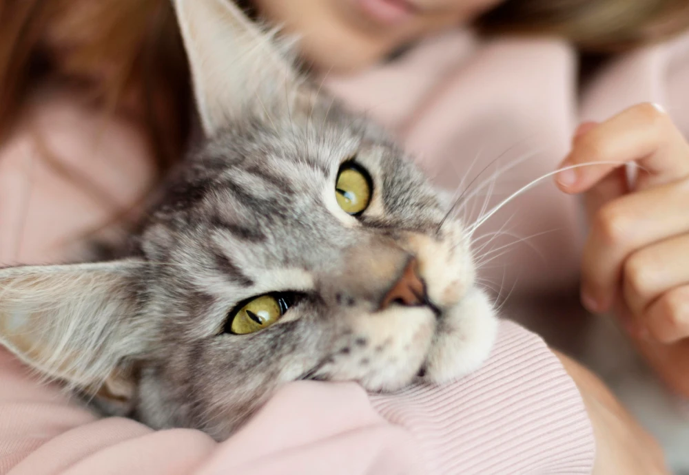 what is the best pet camera